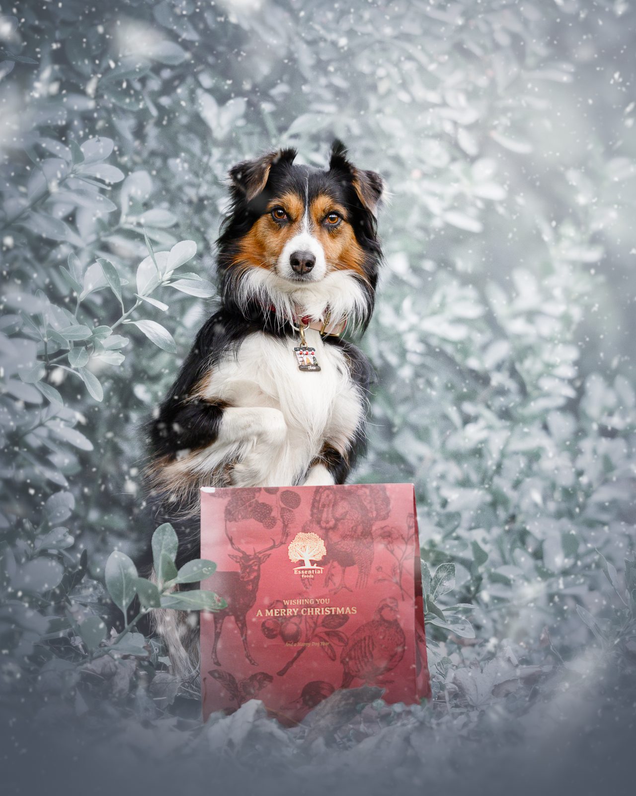 Zwart-wit-bruine hond zit met een opgeheven poot achter een Christmas Snacks Gift Bag, tussen besneeuwde struiken