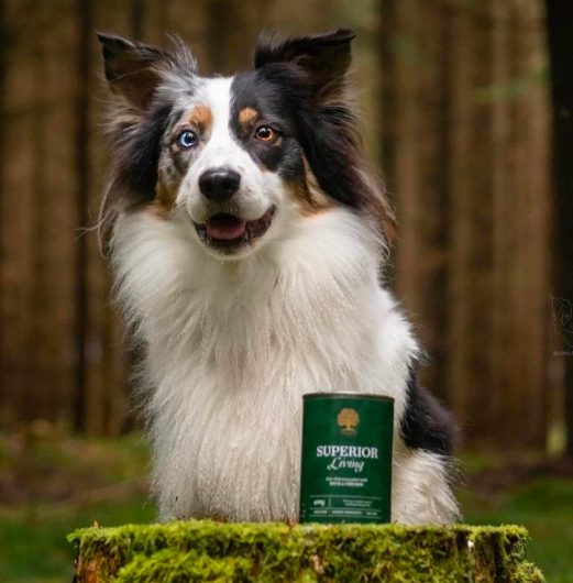 Hond in het bos achter een blik Superior Living paté op een bemoste boomstronk