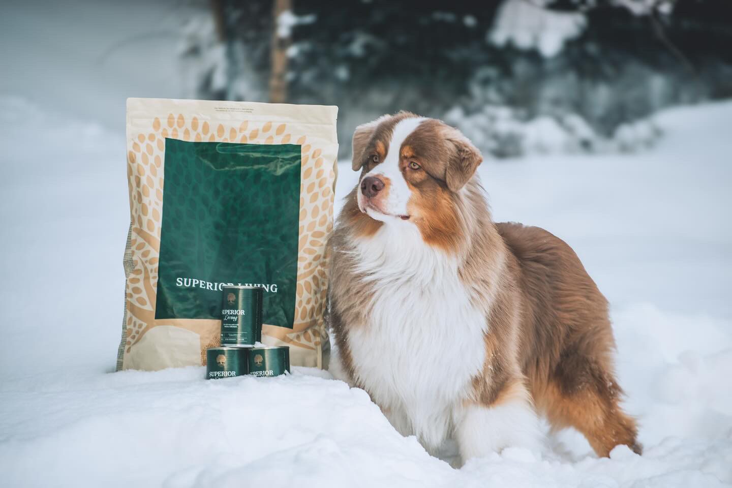 Hond in de sneeuw naast een zak Superior Living en drie blikken Superior Living paté van Essential Foods