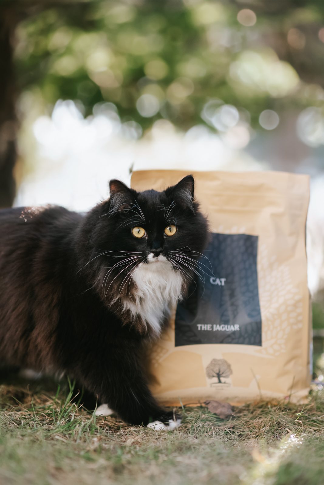 Zwart-witte langharige kat staat buiten voor een zak The Jaguar van Essential Foods