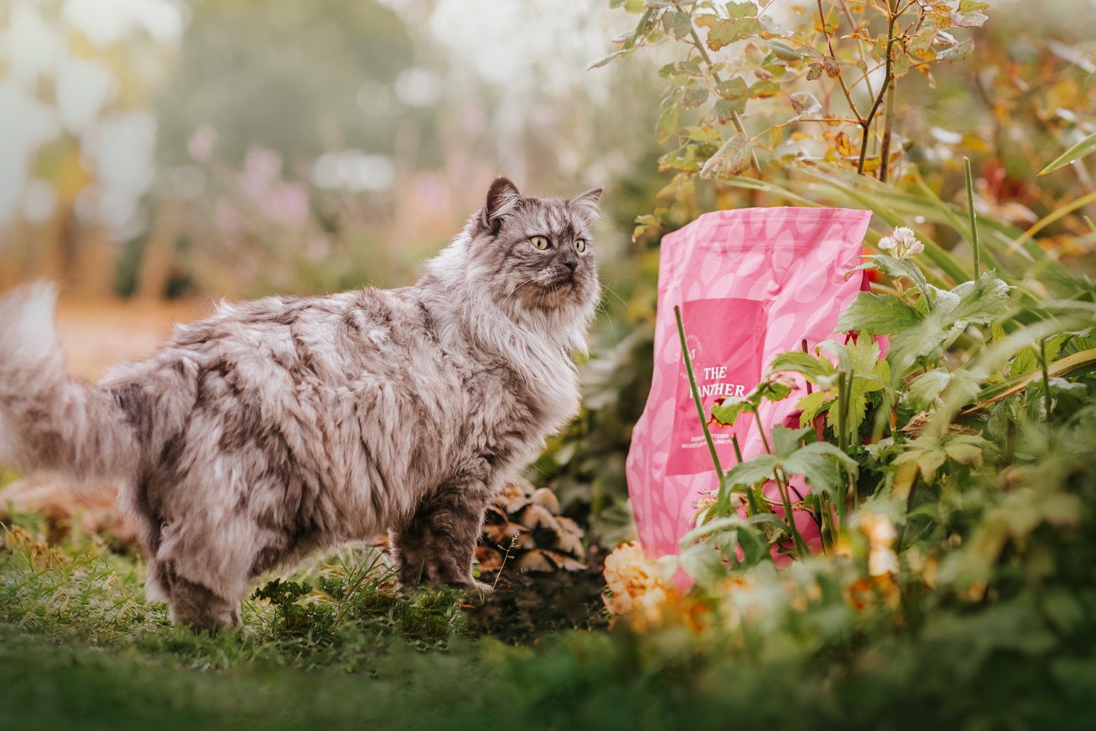 Lees meer over het artikel Graanvrij kattenvoer: welke maaltijd past bij jouw kat?