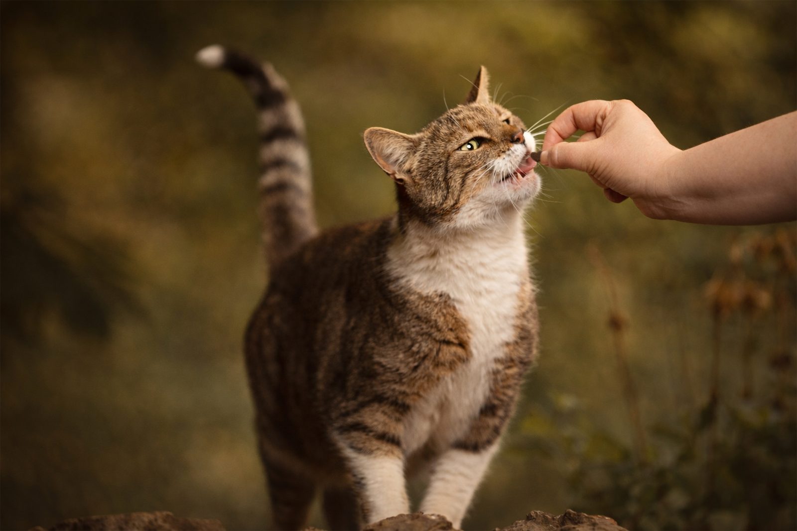 Lees meer over het artikel Kattensnacks als dagelijks ritueel