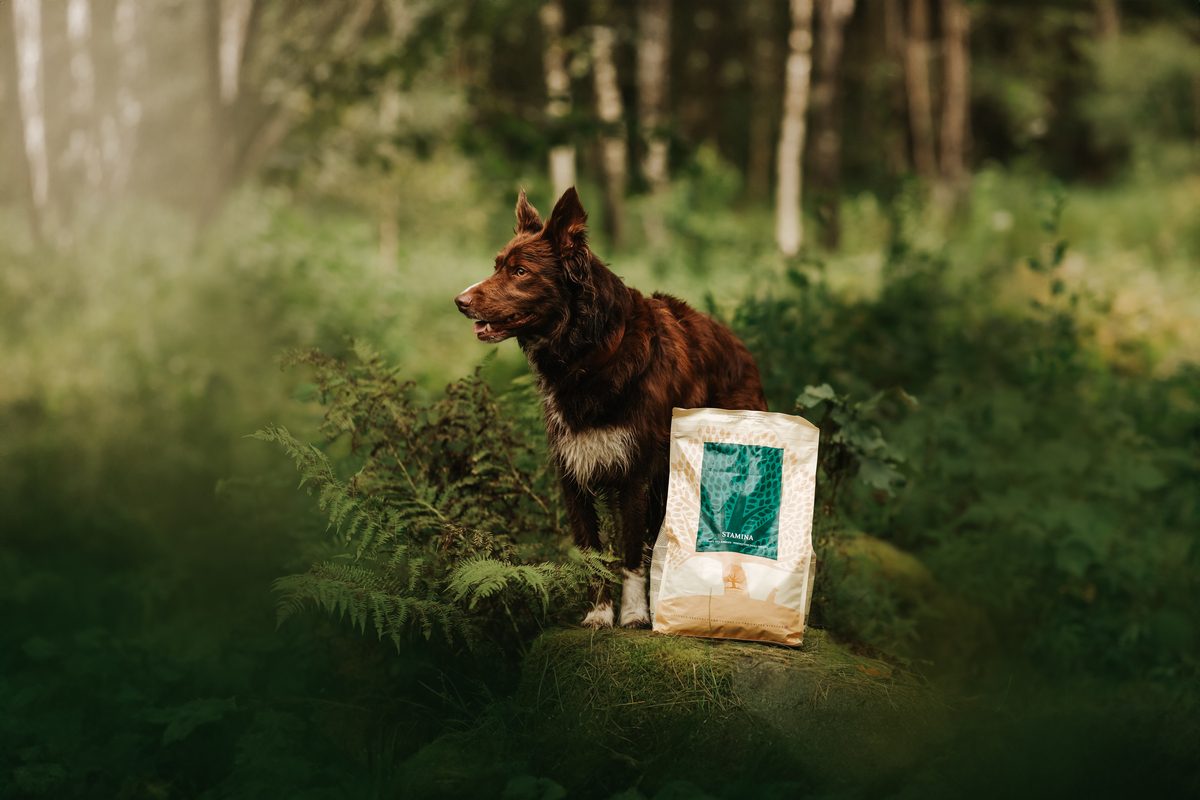 Bruine hond in het bos naast een zak Stamina van Essential Foods