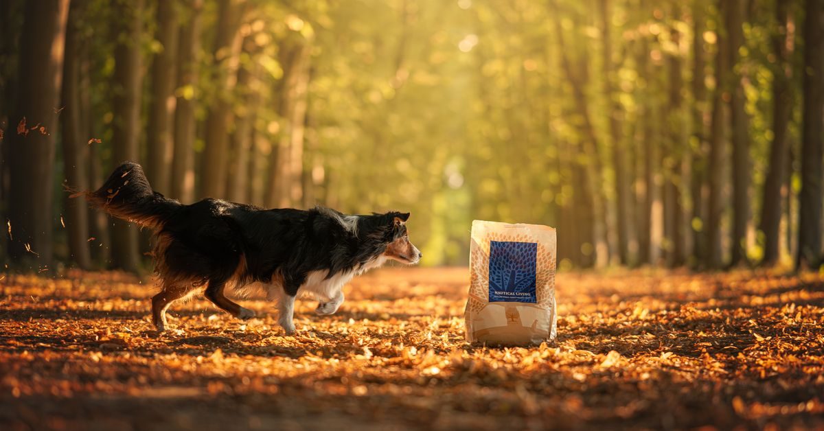 Hond loopt over een pad met herfstbladeren naar een zak Nautical Living van Essential Foods